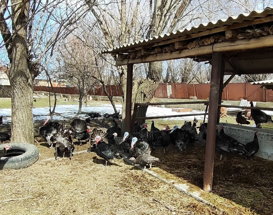 Индюки индюшки продаются