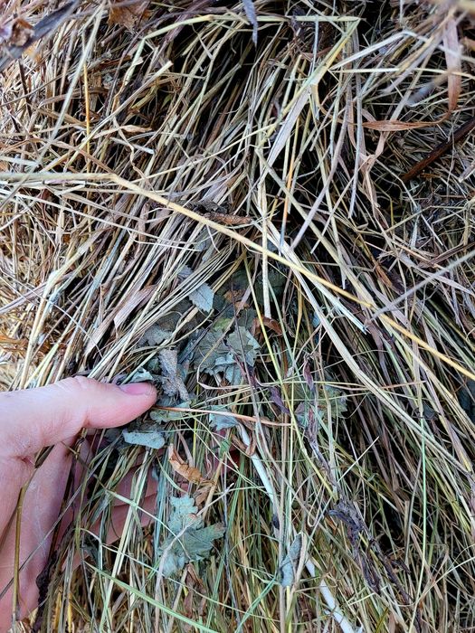 Сено рулон 24 г луговое