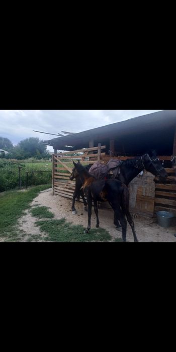 Құлынды бие жуас мінгі