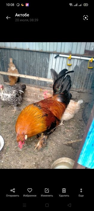 Продам курей и петуха