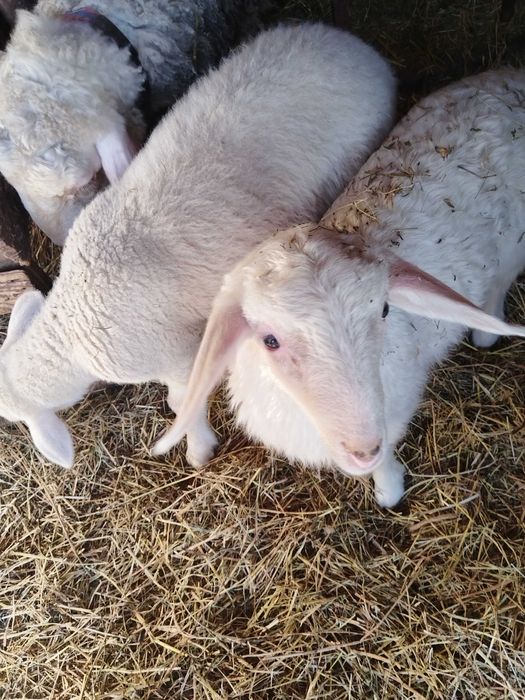 Vând  sau schimb berbecuti Assaf și Lacauna