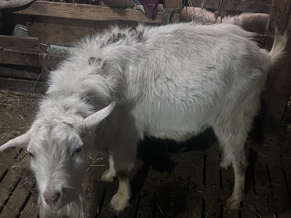 . Продам козла. Цена 60000