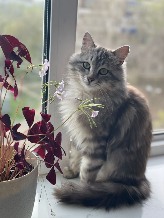 Отдам даром котенка