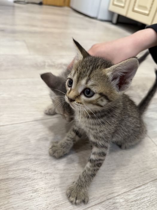 Отдам котят даром