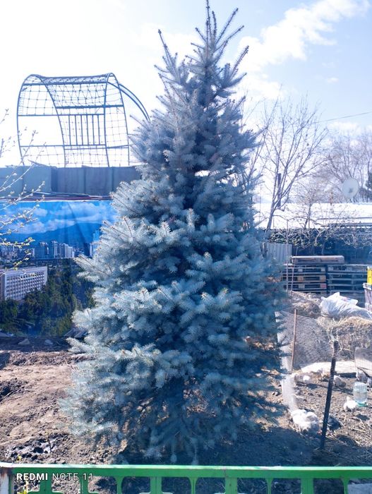 Продам две голубые ели