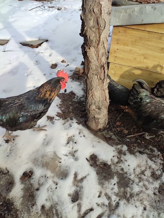 Петухи черные для лечения