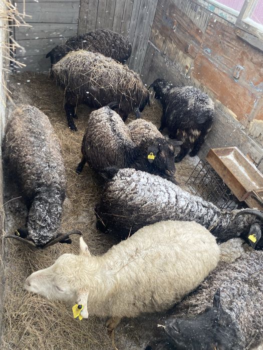 Продам коз, овец/ешки, қой сатамын