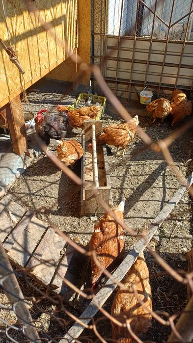 Продам кур несушки
