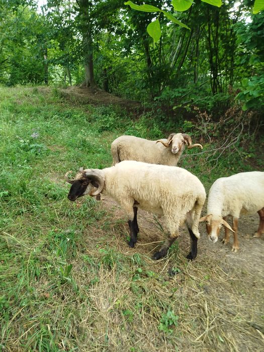 Vând 2  berbeci buni de ținut sau taiat