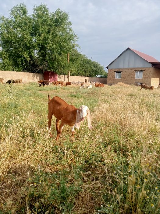Продам козленка породистого мать нубиика өтеу камори