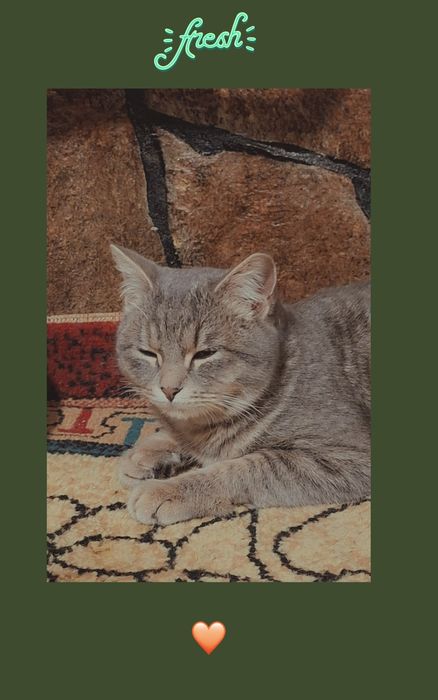 Кошка с 4 котятами в добрые руки