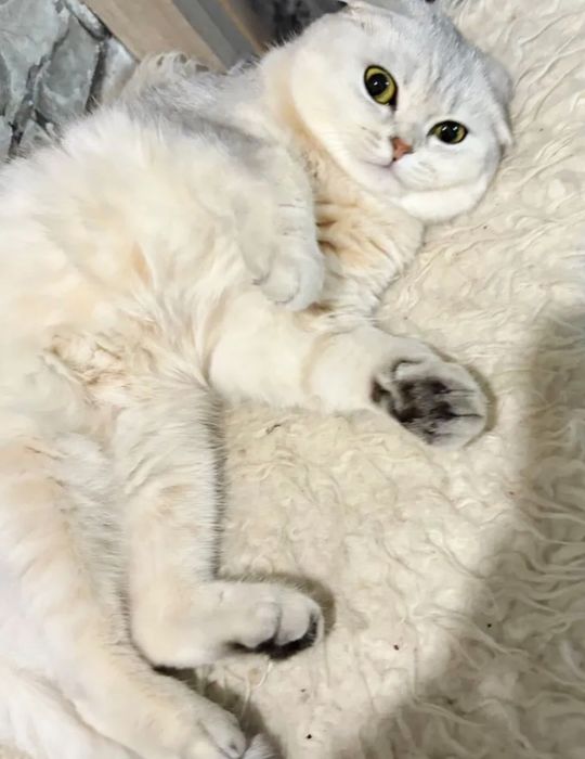 Шиншилловые малыши котята