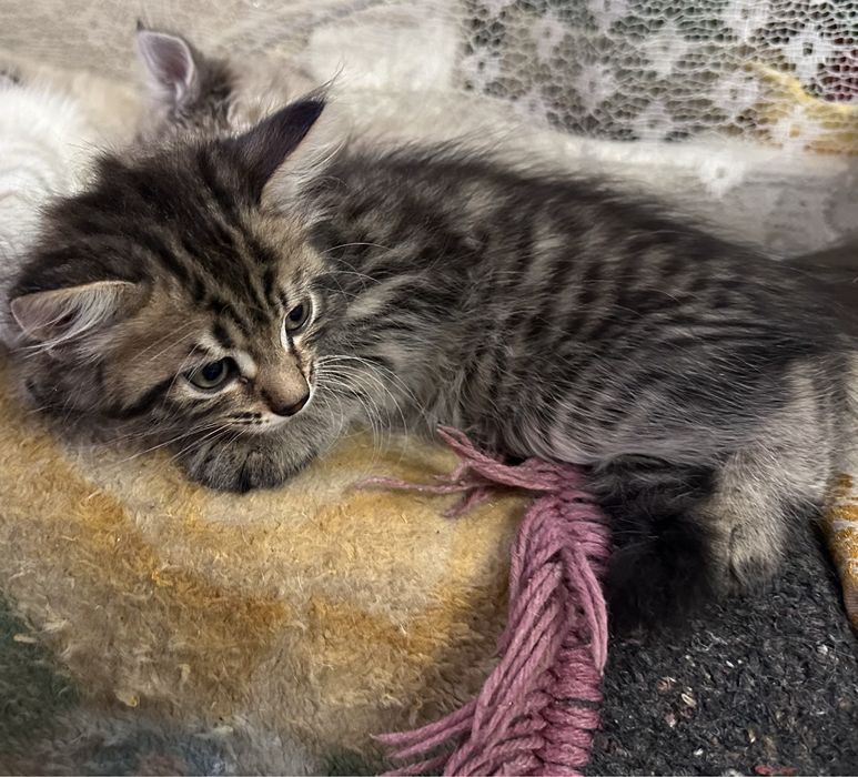 Отдам в хорошие руки котят
