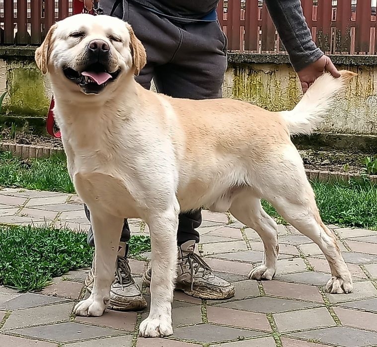 Лабрадор кученца