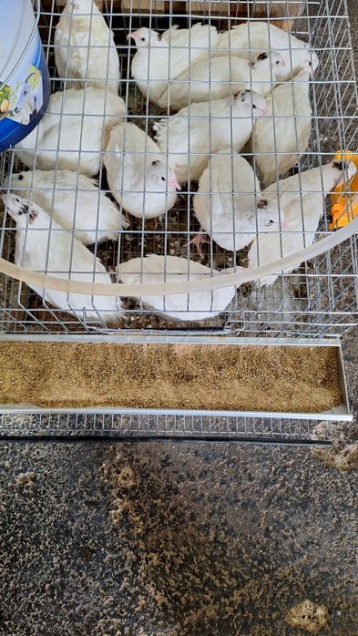 Prepelițe polar gigant rasă de carne