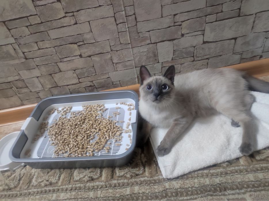 Котик сиамская актобе