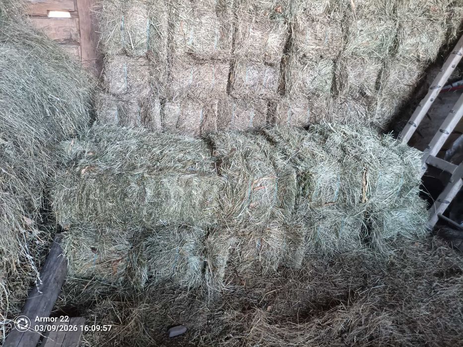 Baloti de fan, cartof de samanta