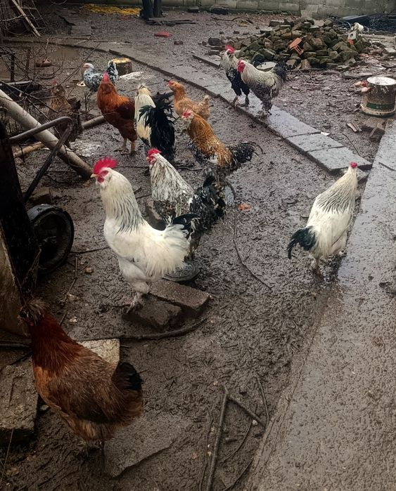 Петли на осем месеца