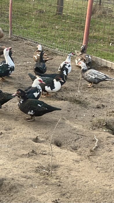 Vand rate mute negre si cotofana