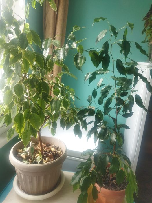 Продам взрослые фикусы Бенджамина