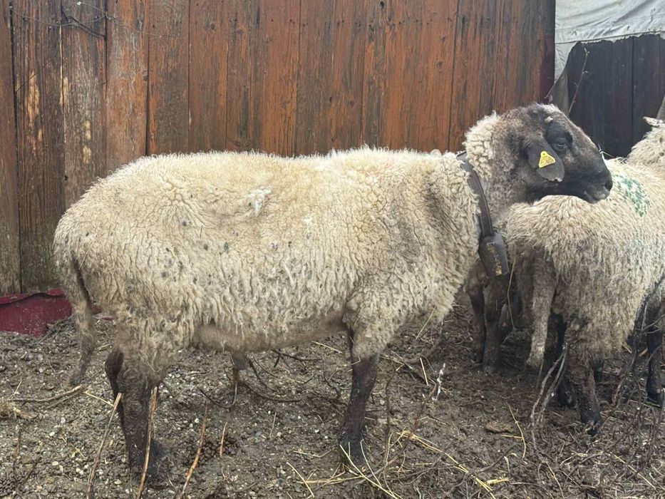 Berbec si 2 melute carabase se accepta si schimb cu alte oii