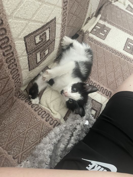 Отдам котенка мальчик игривый ласковый