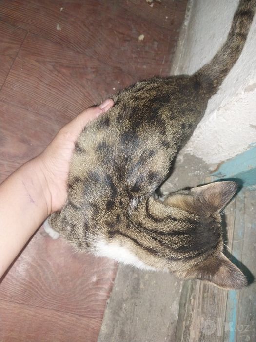 5 oylik laqabi simba