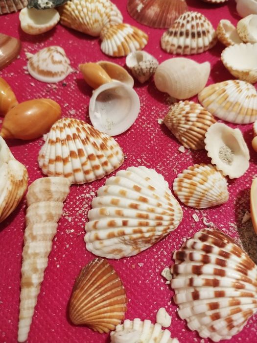 Ракушки крупные, мелкие