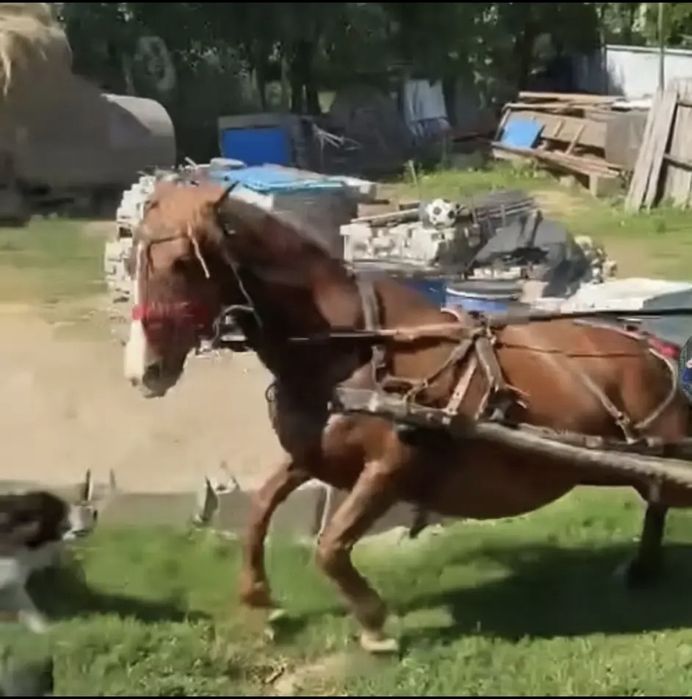 Vand iapa gestanta