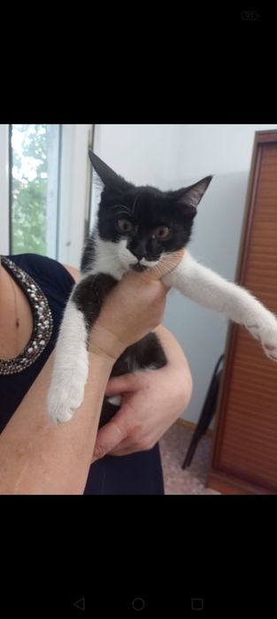 Миленький котенок, мальчик, 3 месяца