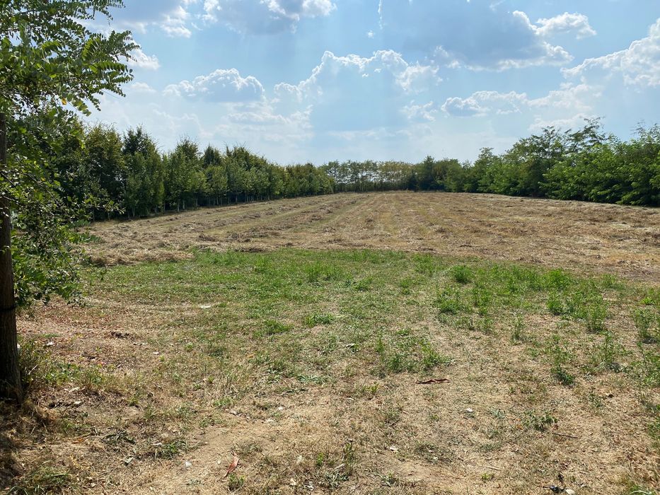 Baloți de fân cu lucernă