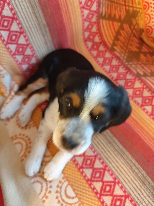 Красиво кученце бретон шпаньол