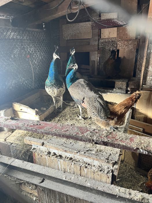 Vand pauni de 6 luni