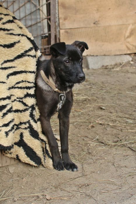 Щенок в добрые руки бесплатно