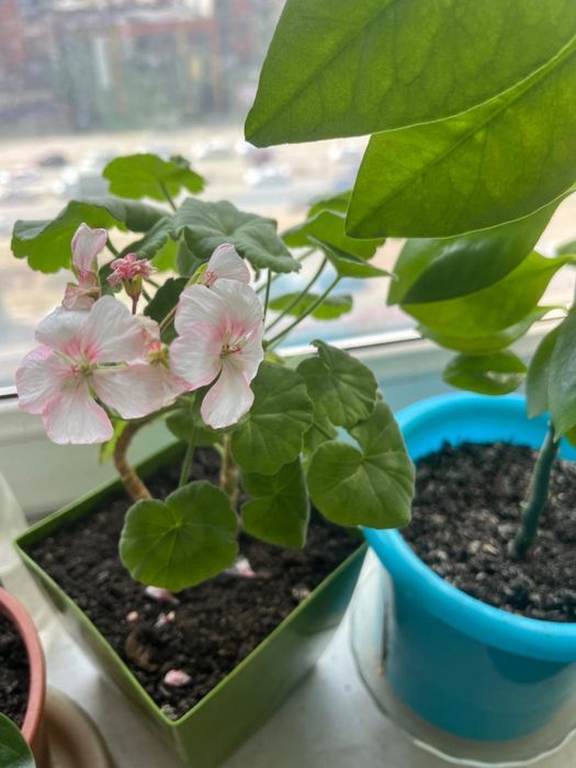 Цветы домашние