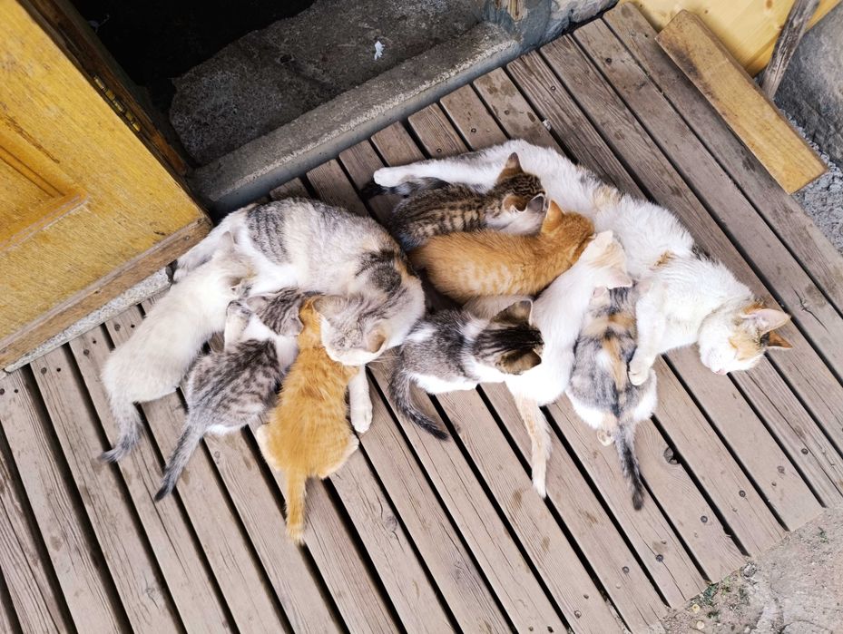Котята даром 8 штук все мальчики