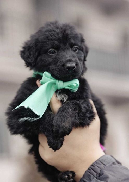 Щенкам нужны семьи