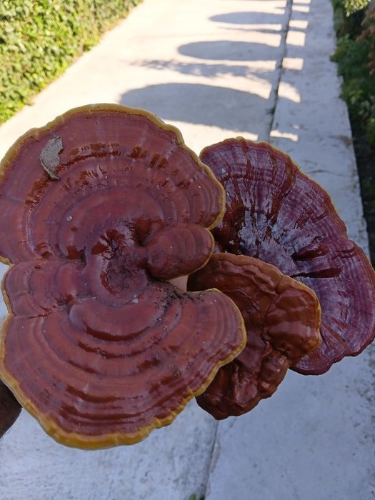 Ganoderma aplanatum ,reishi si coada curcanului