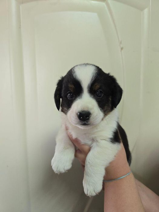 Продам щенков корги кардиган