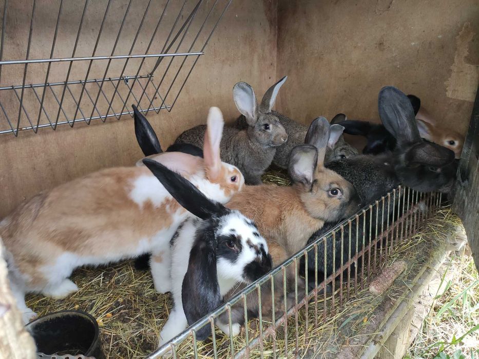 Super oferta : cei mai  buni iepuri la cele mai bune preturi