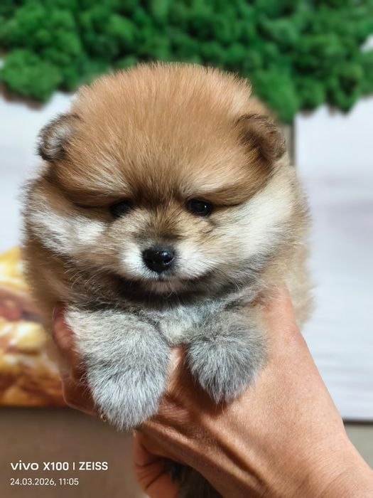 Очаровательный щенок шпица.