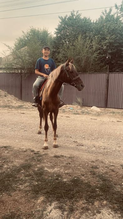 Құнан  3 жасар...