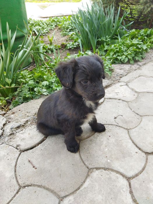 Щенки 4 девочки, 3 мальчика