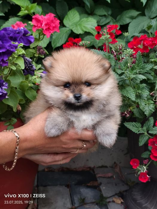 Очаровательные щенки шпица.