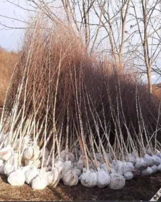 Mesteceni de vanzare