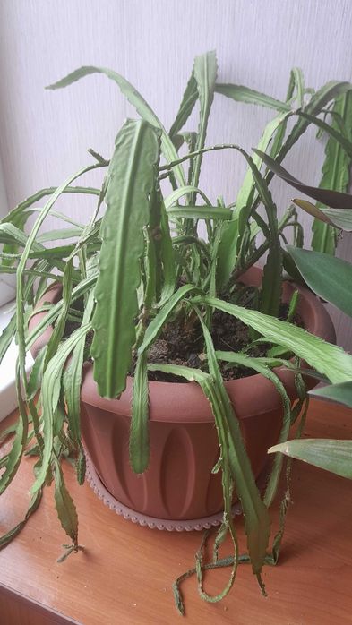 Цветы комнатные для вашего уюта