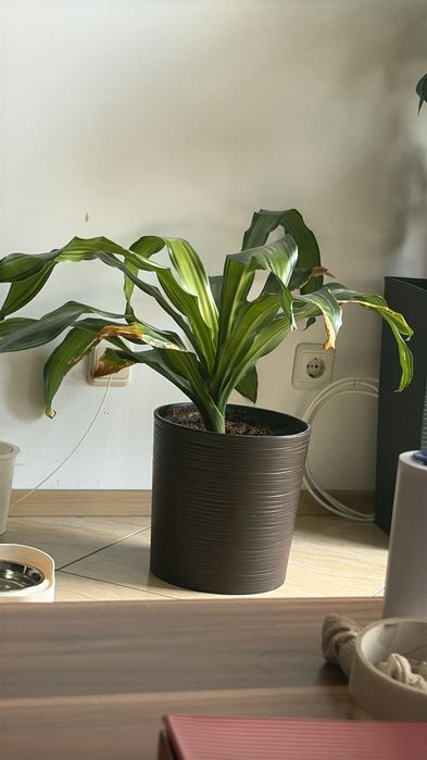 Стайно зелено растение