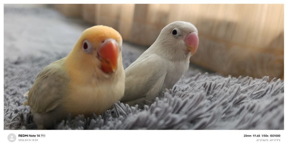 Ruchnoy popugay nerazluchka