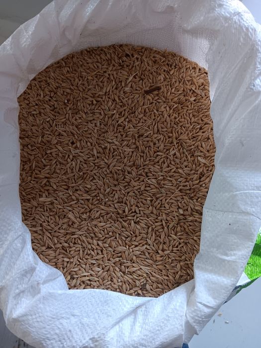 Vand grâu, orzoica,porumb