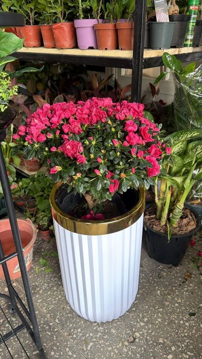 Азалия цветы с гаршок